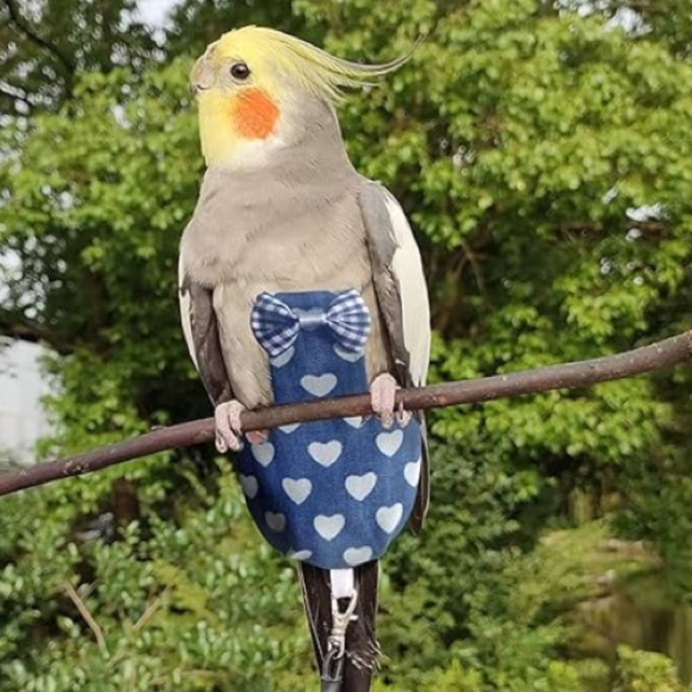 Pet Bird Diaper and Leash Cockatiel parrots etc.